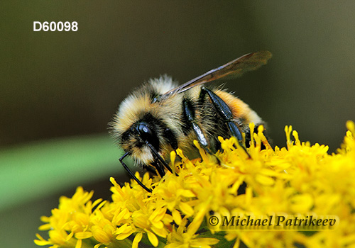 Tricolored Bumble Bee (Bombus ternaries)